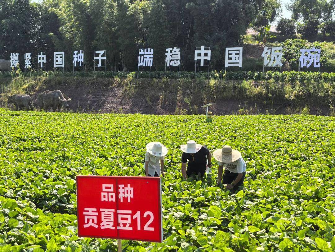 四川自贡大豆平均单产1703公斤亩 居全省首位