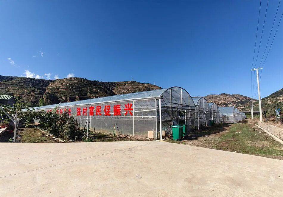 【乡村振兴看发展】麦积区新阳镇葡萄迎来“双节”产销旺季