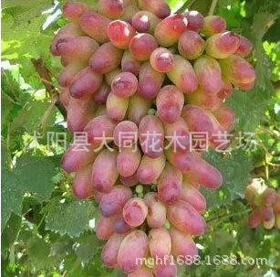 沙漠与葡萄的邂逅：乌海葡萄酒节展现塞北风情